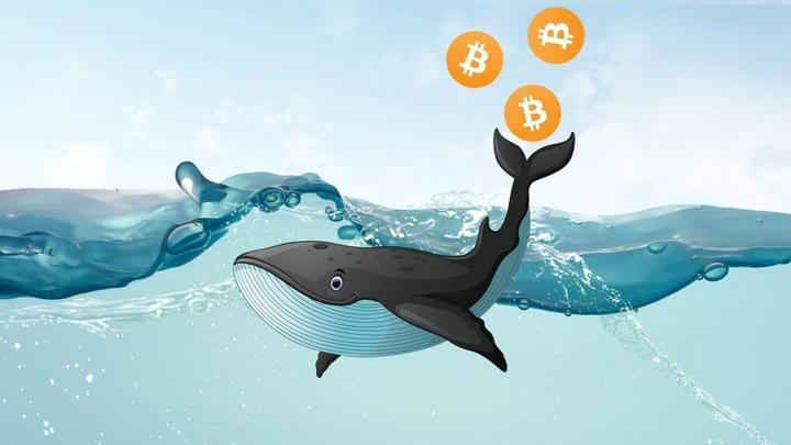 比特币鲸鱼停止做空，链上数据释放哪些市场信号？