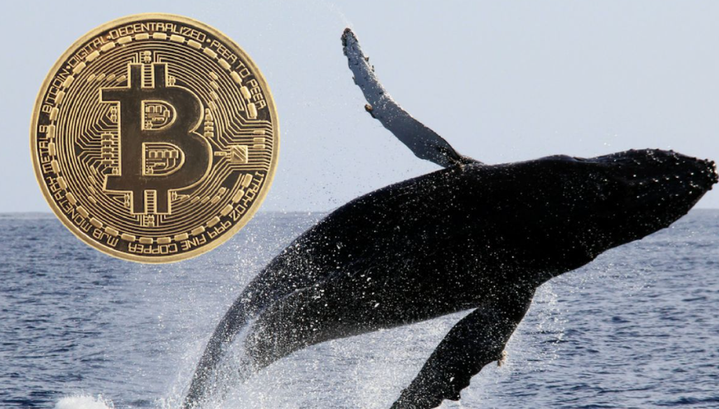鲸鱼4天买入3万BTC，机构却在撤退？